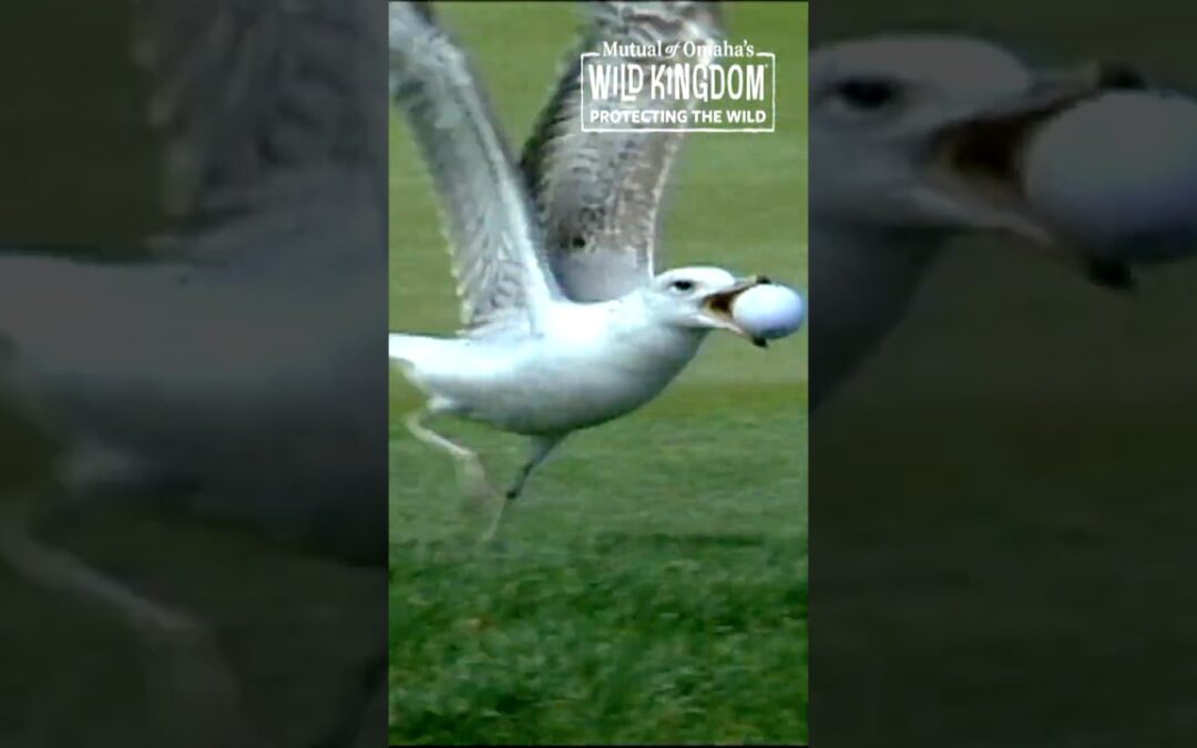 The most famous birdie in TPC Sawgrass history? 🐤